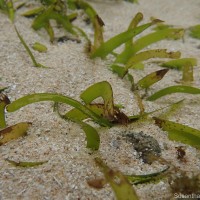 Thalassia